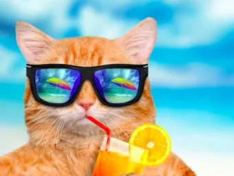 고양이 여름에 많이 자는 이유, 관리법_31