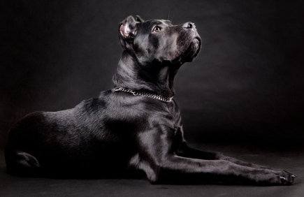 윤기가 좋은 이탈리안 코르소 도그.