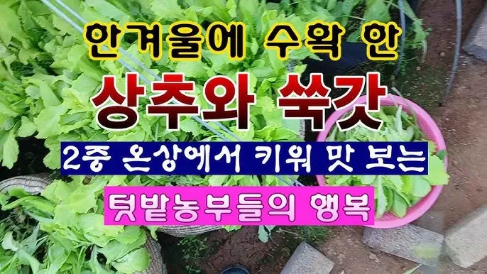 치커리 재배 쓴맛 줄이기 차광 요령 물 관리_8