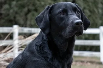 래브라도 리트리버 분양 가격 성격 장단점_3