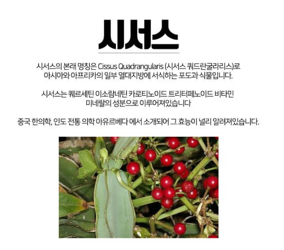 다이어트에 효과가 있다는 &amp;#39;시서스&amp;#39;의 5가지 효능 및 부작용 