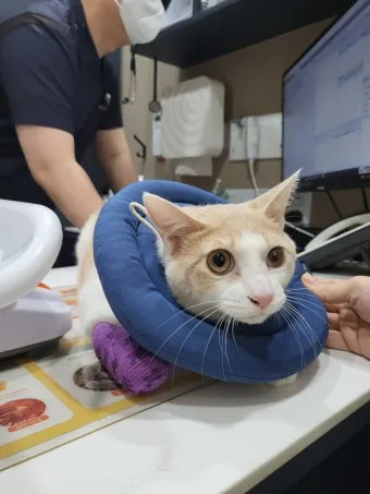 &amp;quot;고양이