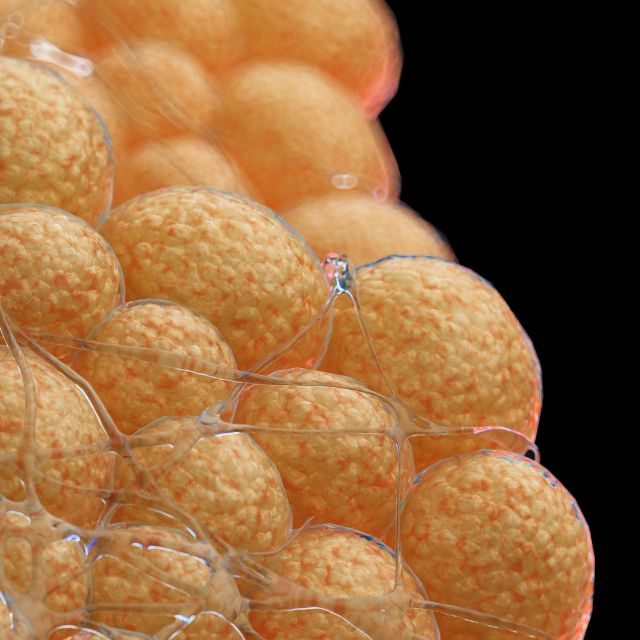 락토페린_지방세포