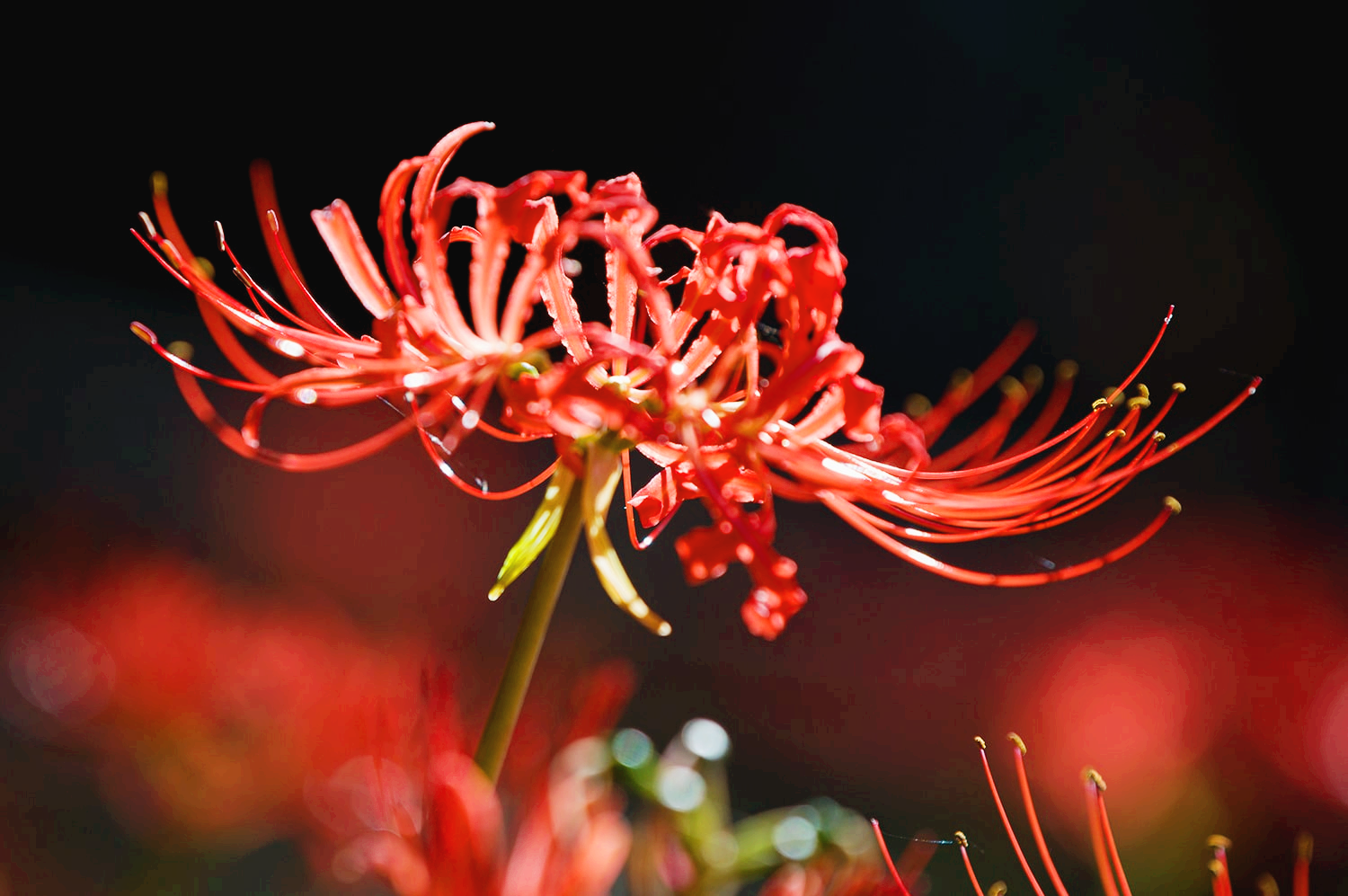 분당 중앙공원 꽃무릇16