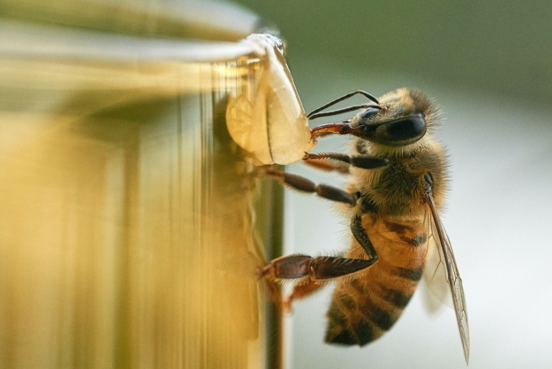 프로폴리스 효능 복용법 부작용