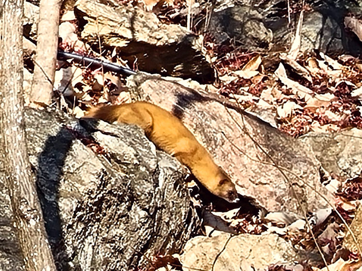 경기도 광주 곤지암 화담숲 단풍시즌, 가을 풍경 퍼레이드와 주변 맛집