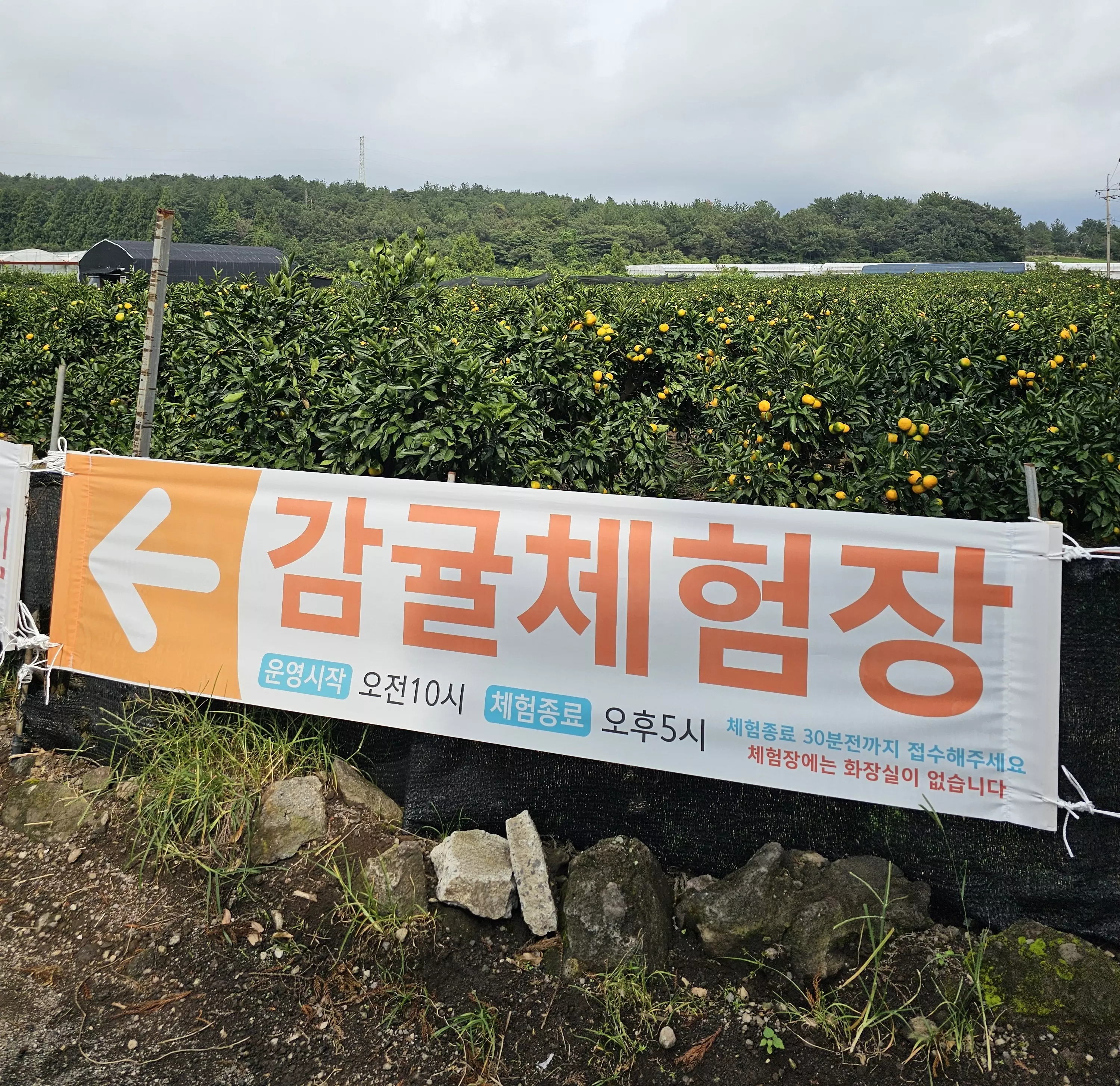 휴애리 감귤체험