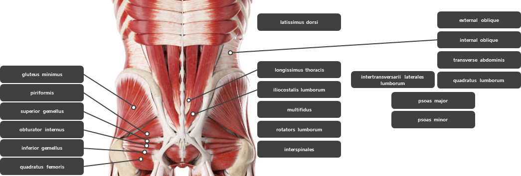 허리 및 골반 주변 근육 요약
