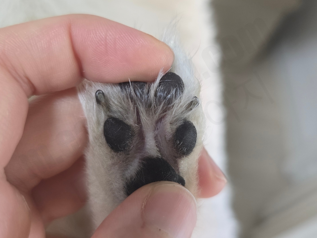 강아지 발바닥 패드와 발가락 사이의 털을 자른 모습