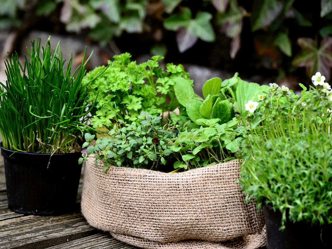 유럽의 희귀 약초들 지중해식물 민간요법 허브문화