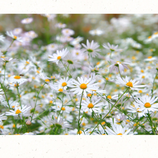 산길 옆에 핀 구절초 무리