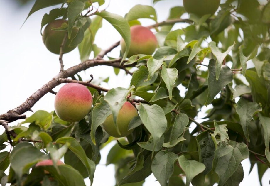명품매실 남고 천매