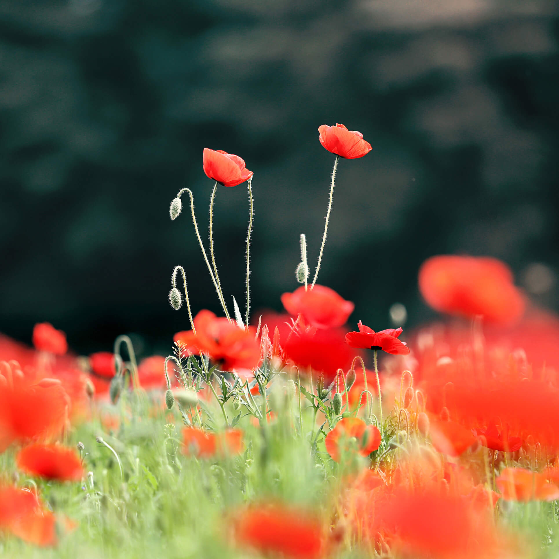 증평 보강천 미루나무숲