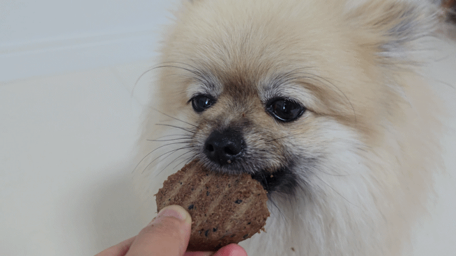 하림펫푸드 사료 강아지 반응