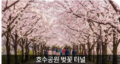 일산 벚꽃