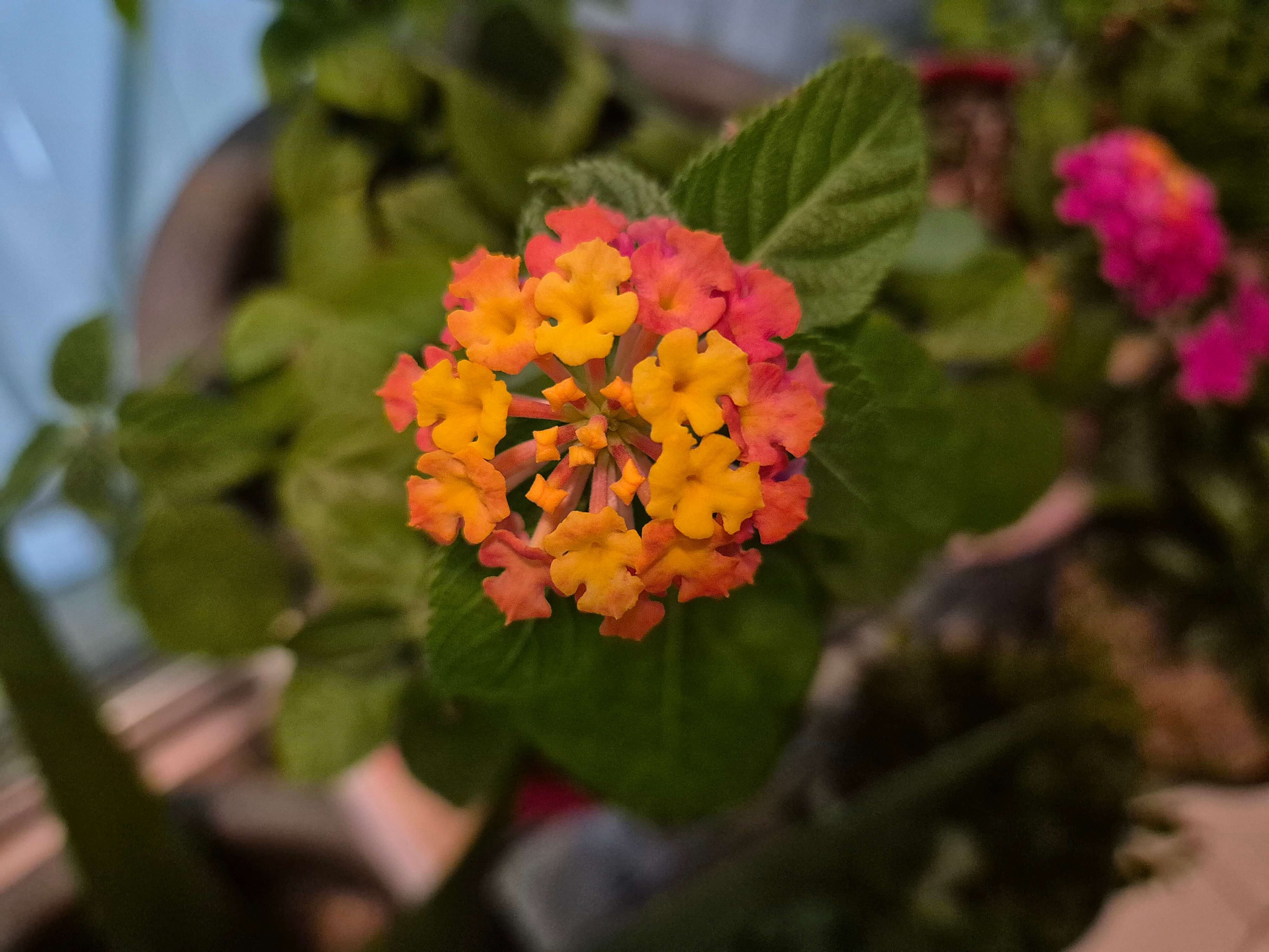 란타나와 관련된 사진입니다.