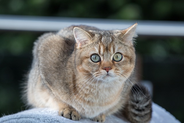 고양이 이물 제거
