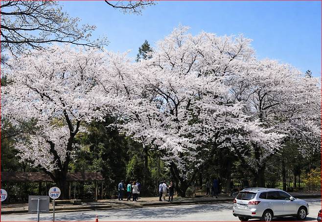 국립산림과학원 홍릉시험림의 만개한 벚꽃