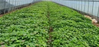 고구마순 볶음 레시피 꿀팁 레시피_21