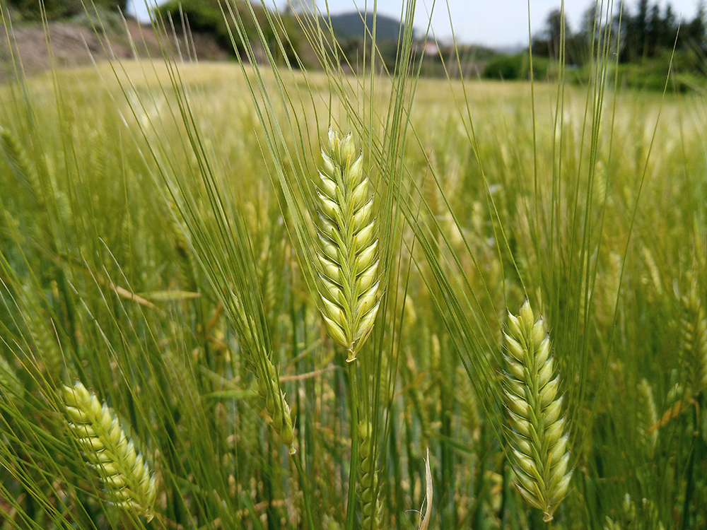 올레길 13코스: 청보리밭