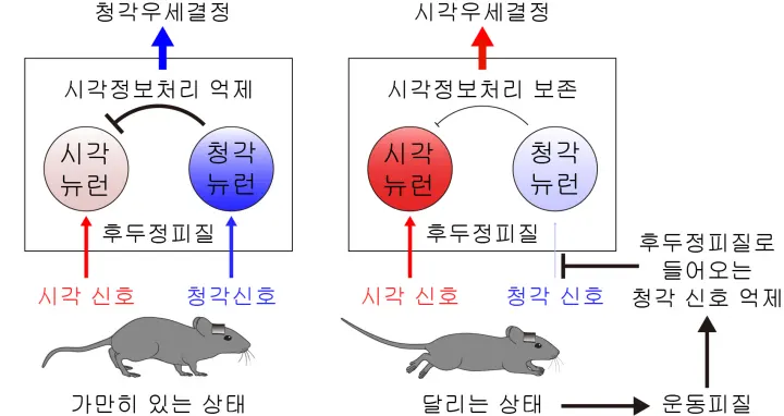 시청각 정보 처리의 유연성을 조절하는 신경 메커니즘