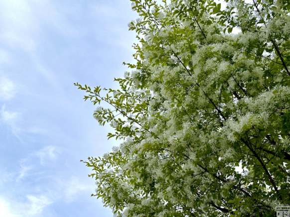 대전 들의공원 이팝나무 - 5월 이팝나무 나들이코스