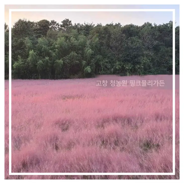 고창 핑크뮬리축제 청농원