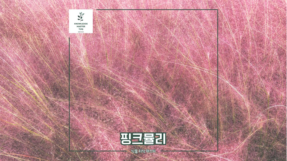 SNS 핫플레이스! 가을에 놓치면 후회할 핑크뮬리 군락지
