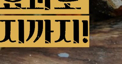 상황버섯 효능 부작용