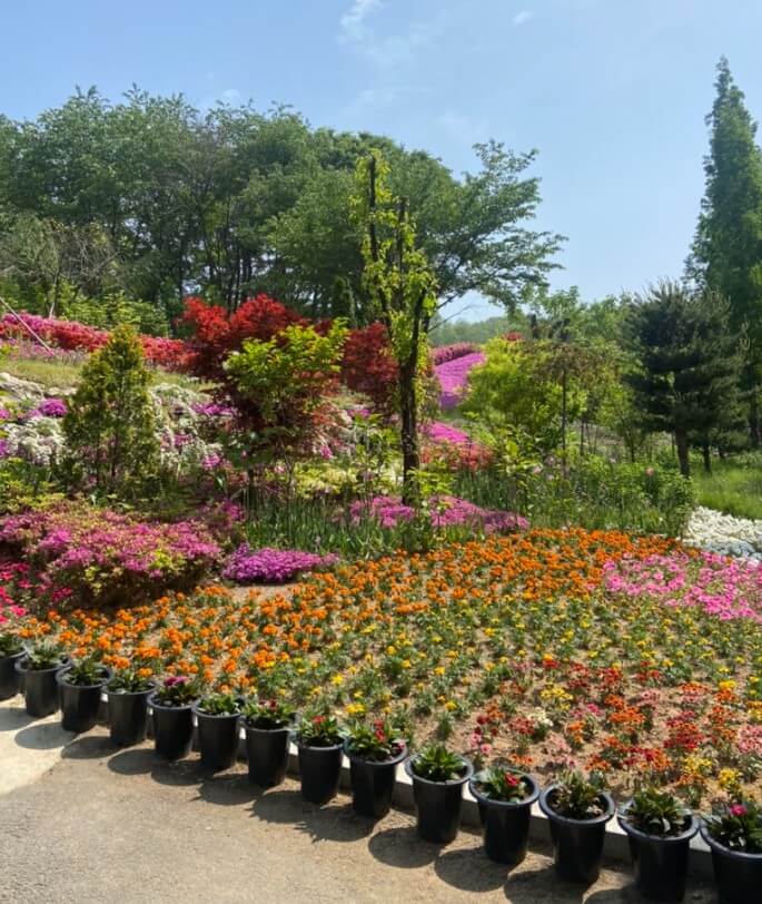 2025 피나클랜드 불꽃축제, 피나클랜드 여름정원 불꽃축제!!! 여름꽃과 빛이 어우러진 낭만의 밤