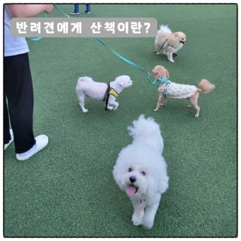 행복한 반려견 맞이하기 나에게 맞는 강아지 선택 가이드_25