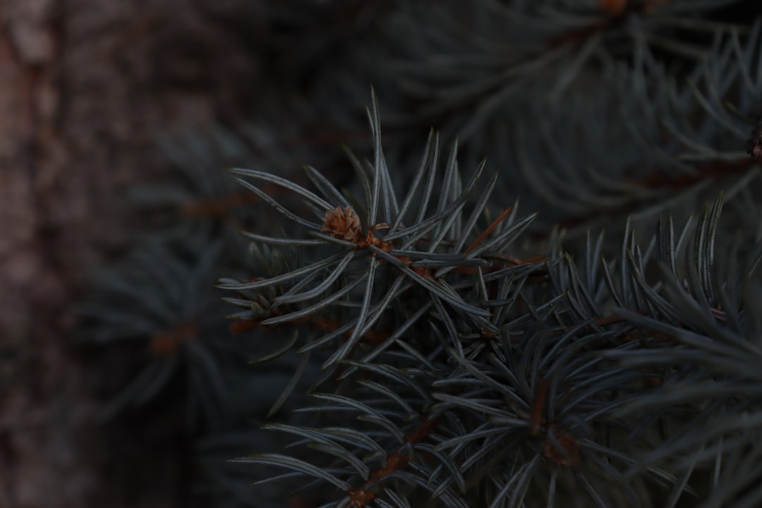 Pine bark