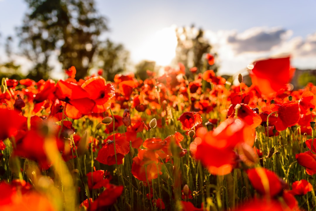 Poppy