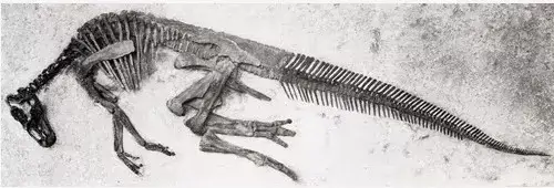 아나토사우루스