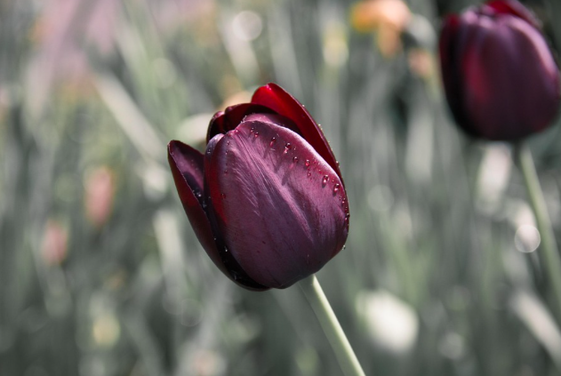 Queen of night tulip
