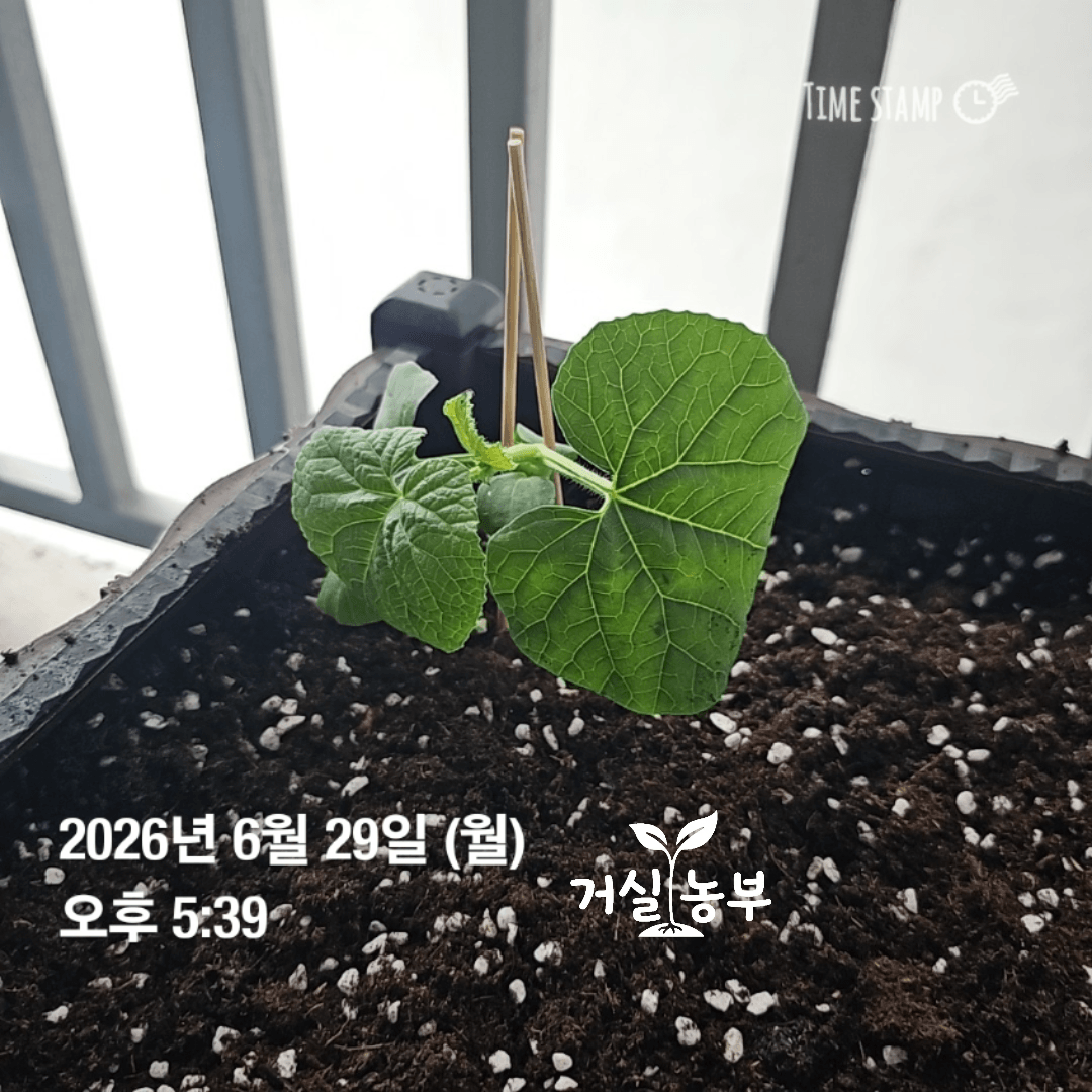 수경재배기에서 키운 허니듀를 베란다 흙으로 이식하는 모습