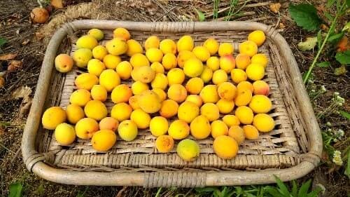 매실-황매-수확