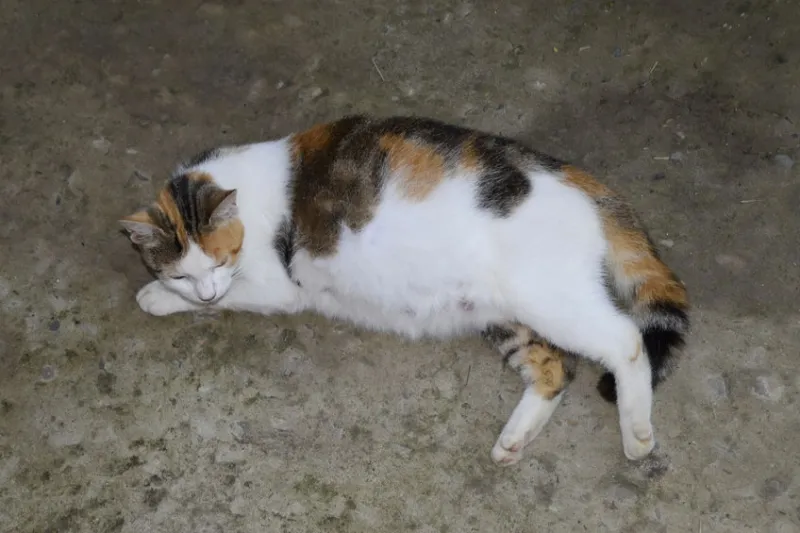 고양이 임신 기간 주기 가능나이 배모양_8