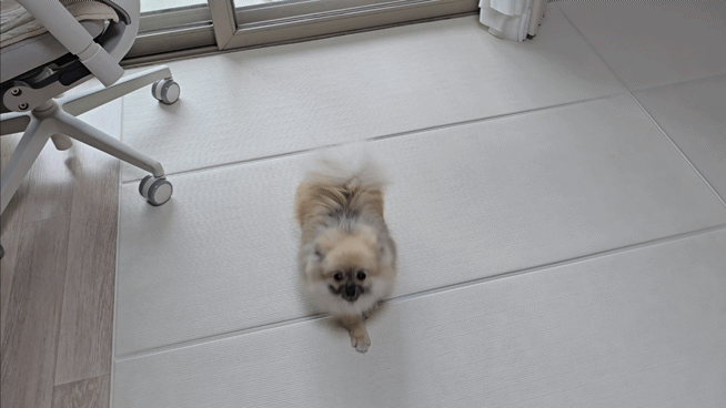 원으로 뛰면서 기쁨을 표현하는 강아지