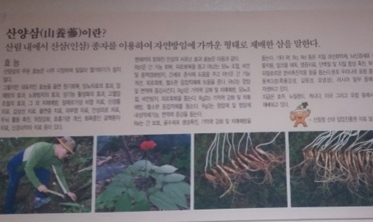 순천-산양삼