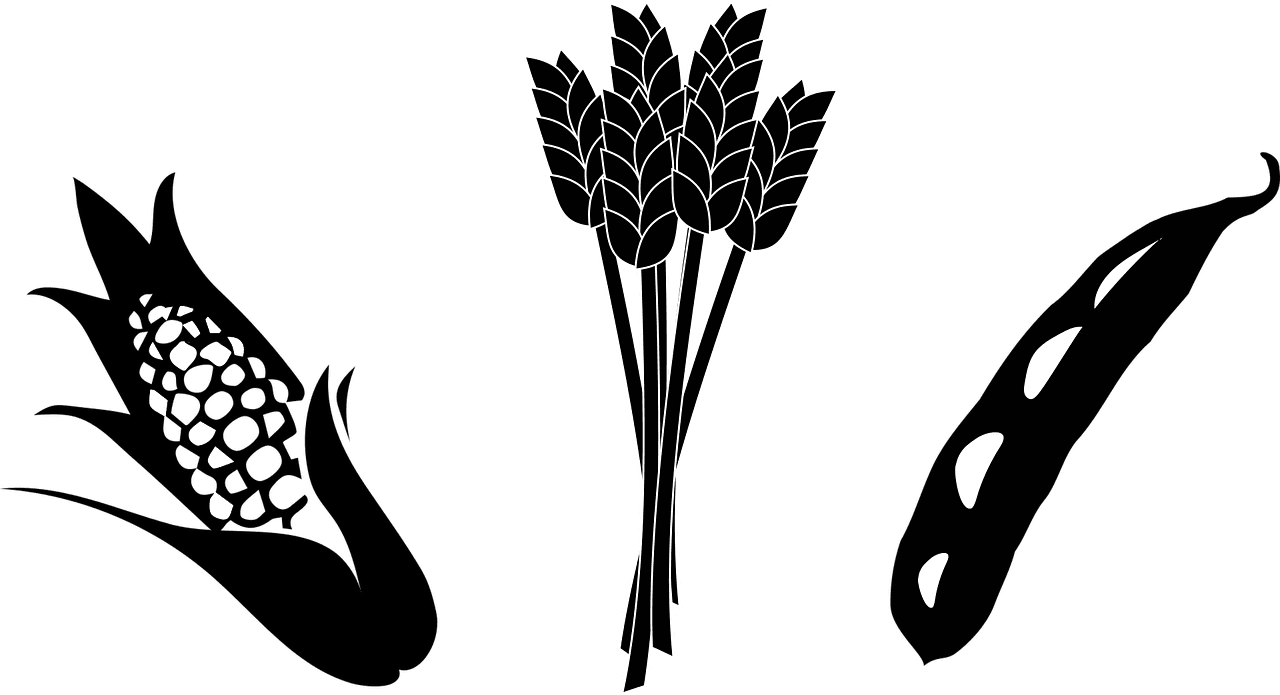 초당옥수수 삶는법 맛있게 찌는법 먹는법 보관방법