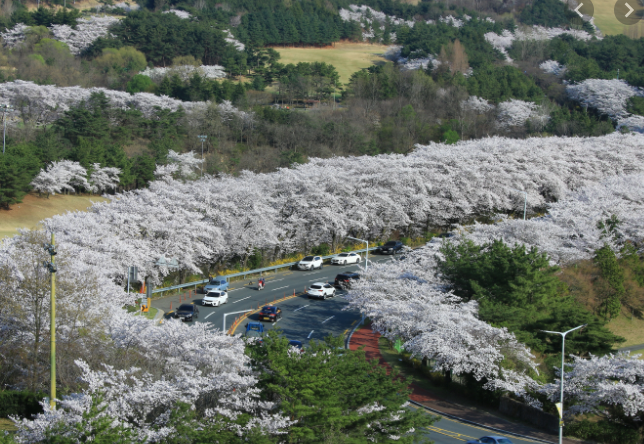 보문단지 벚꽃2