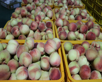 조치원 복숭아 축제 물놀이장&amp;#44; 수확체험 예약_3