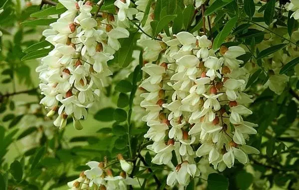 아카시아꽃 약용 효과