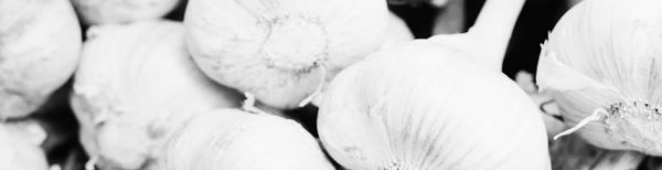 마늘 수확시기, 마늘 수확 적기: 재배 조건 고려