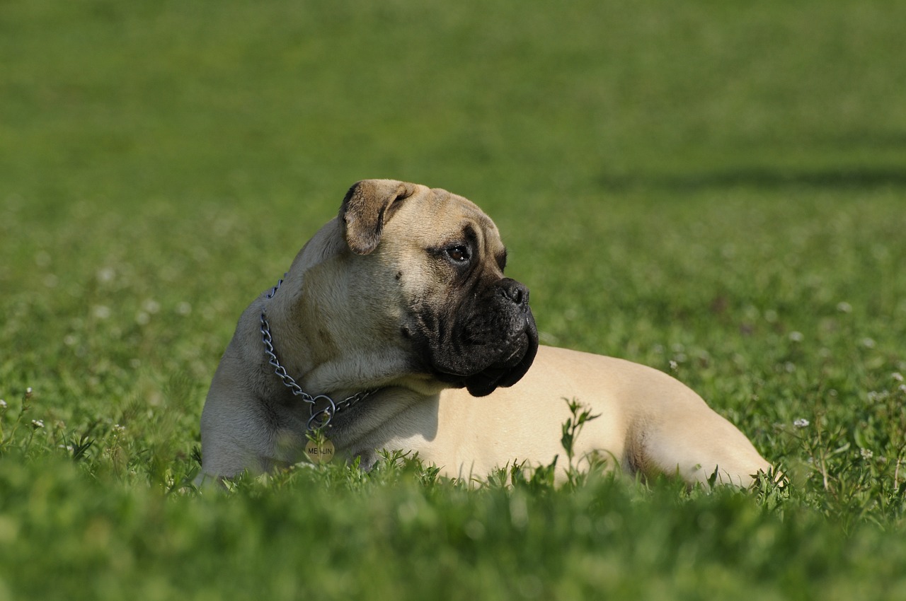 불마스티프(Bullmastiff)