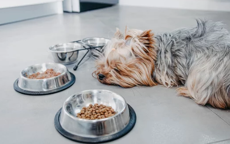 dog vomiting/출처:어도비스톡