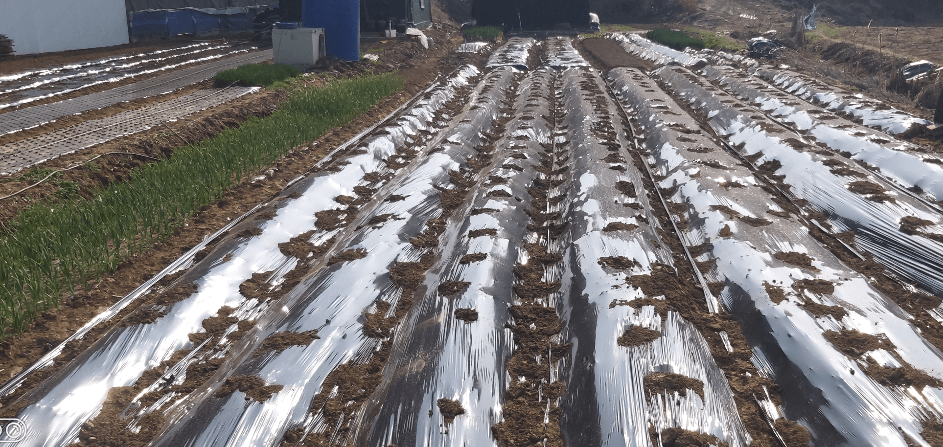 비닐을 덮고 씨앗을 심은 밭