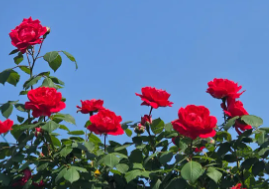 세종 베어트리파크 수목원 장미축제