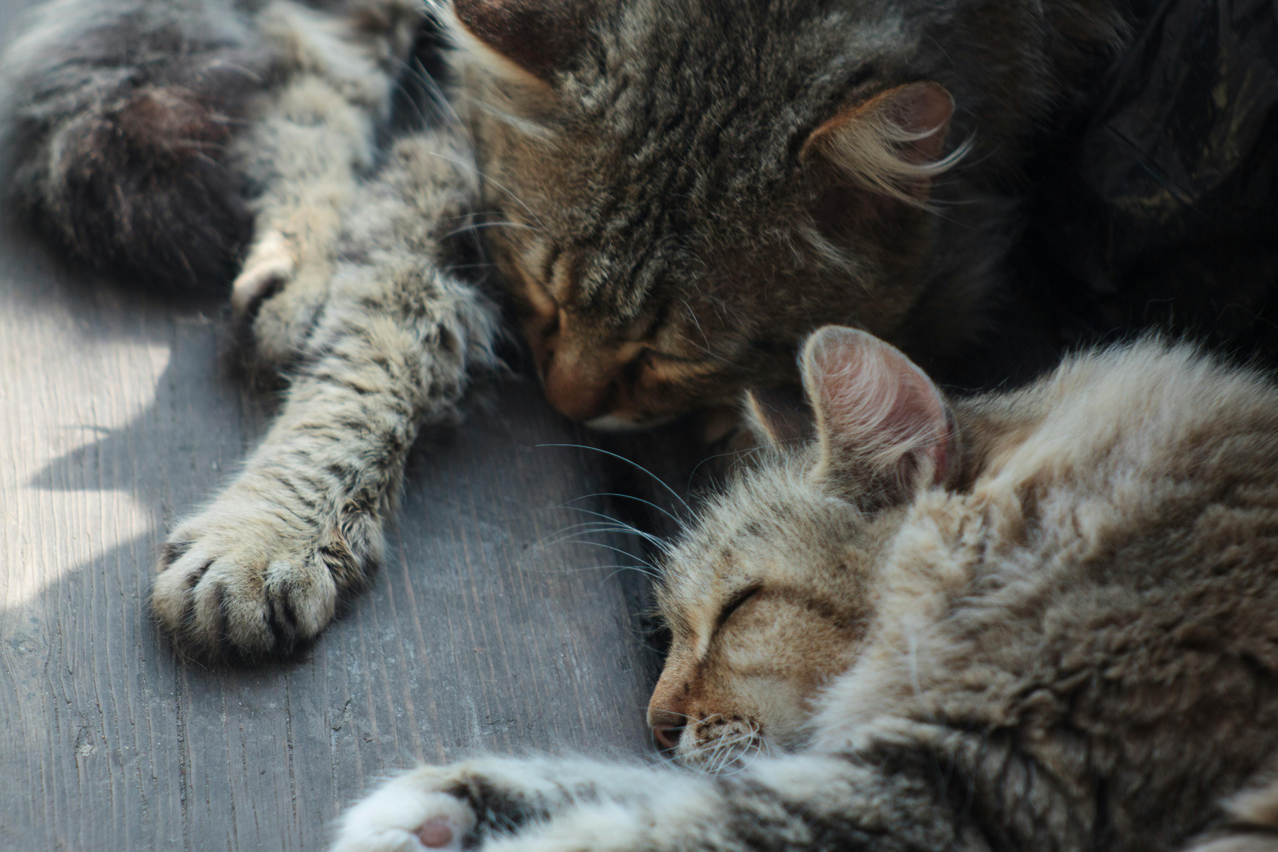 반려동물의 응급상황별 행동 패턴을 빠르게 판별하는 보호자 관찰 훈련법